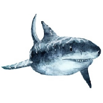 shark painted by Sharquarium artist